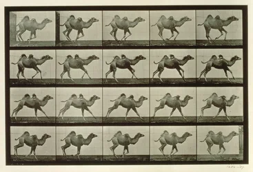 Camelo, prato de &39;Animal Locomotion&39;, 1887